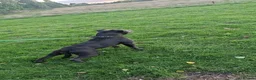Staffordshire Bull Terrier dogs for sale: Pure blue staffy puppies ready to leave  - Advert 6