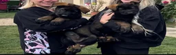 German Shepherd dogs for sale: TOP QUALITY GSD PUPS,STRAIGHT BACK,KCREG,ALLTESTS  - Advert 2