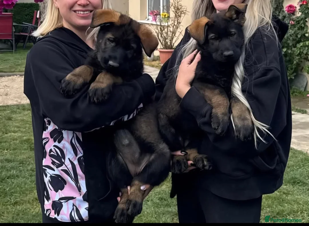 German Shepherd dogs for sale: TOP QUALITY GSD PUPS,STRAIGHT BACK,KCREG,ALLTESTS  - Advert 2