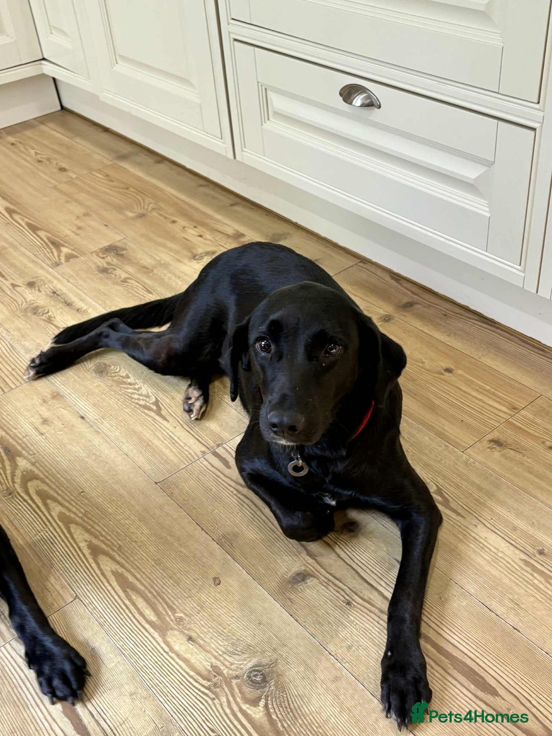 Labrador Retriever dogs for adoption: Pixie - Badersfield Norfolk  - Image 2