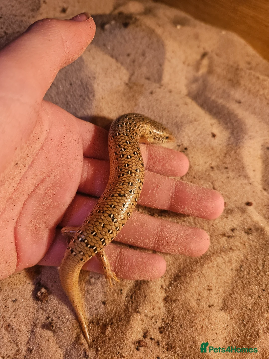 Skink reptiles for sale: Female oscillated skink and 4ft setup in Newcastle - Advert 3