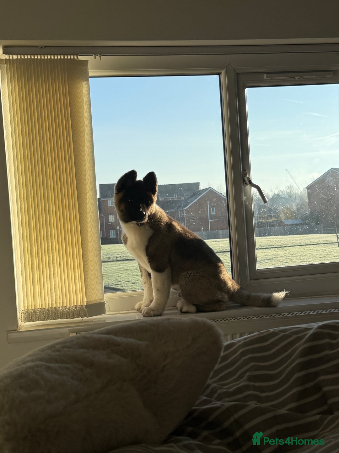 Akita dogs for sale: American akita puppy  - Advert 3