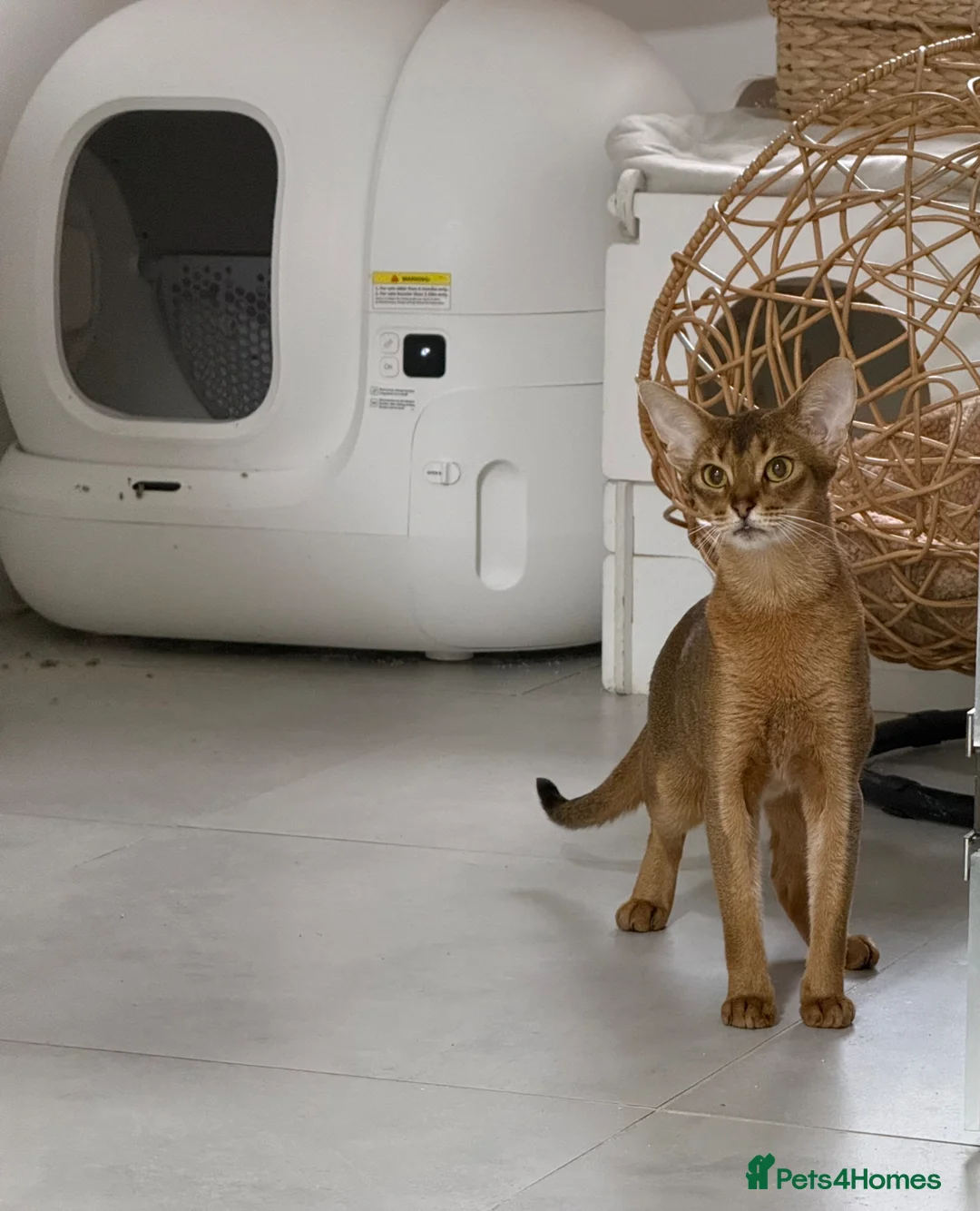 Abyssinian cats for sale: Abyssinian 🌸🩷 - Advert 5