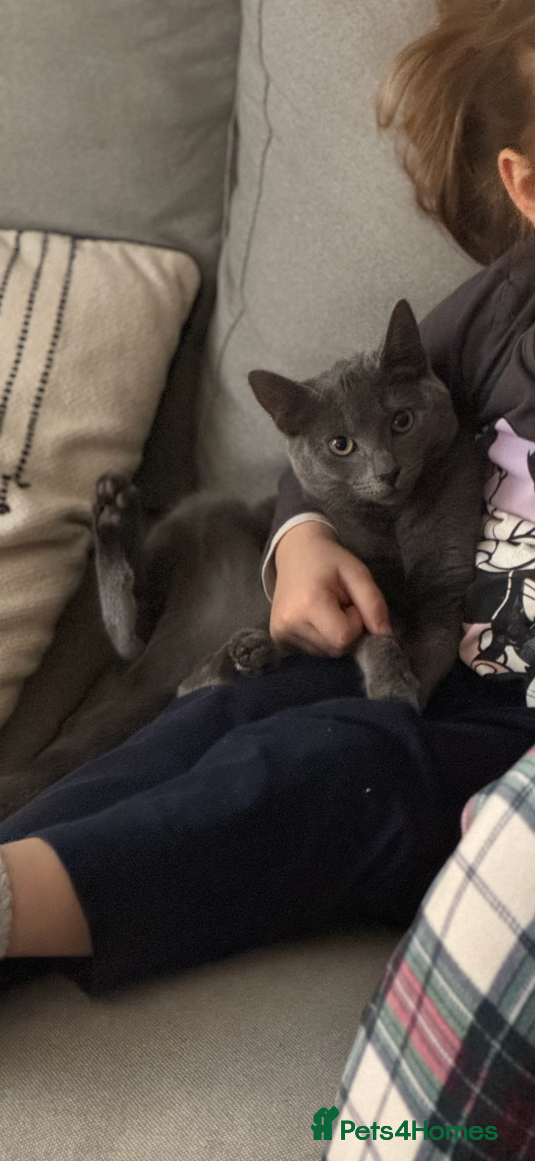Maine Coon cats for sale: 1 year old British shorthair/ Maine coon for sale - Image 2