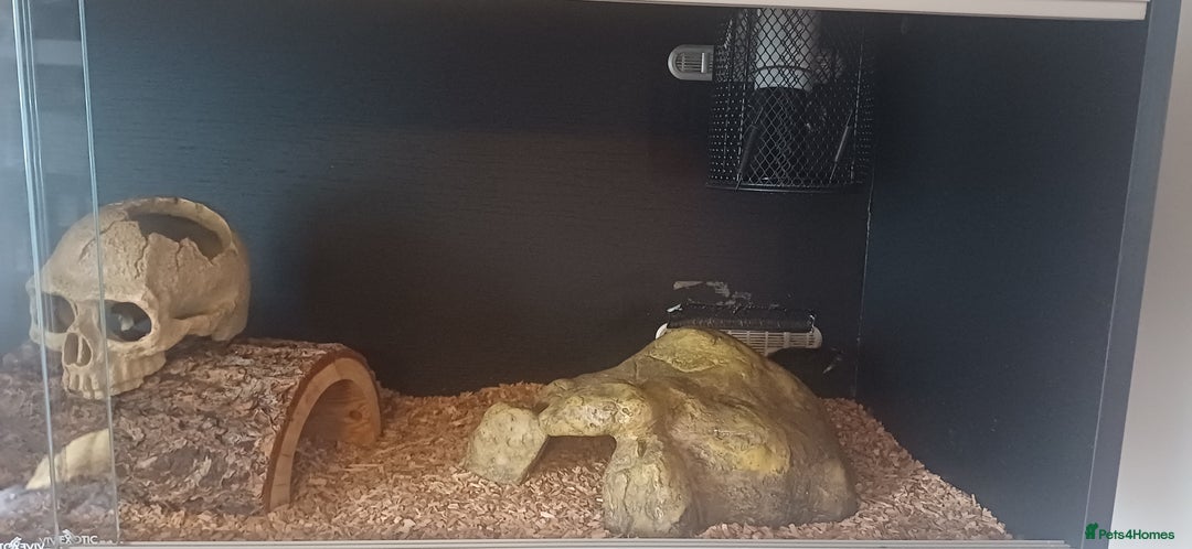 Corn Snake reptiles for sale: Bella the Corn Snake - Image 3