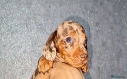 Miniature Dachshund dogs for sale: 💜Extra miniature chocholate dapple daschunds💜  - Image 10