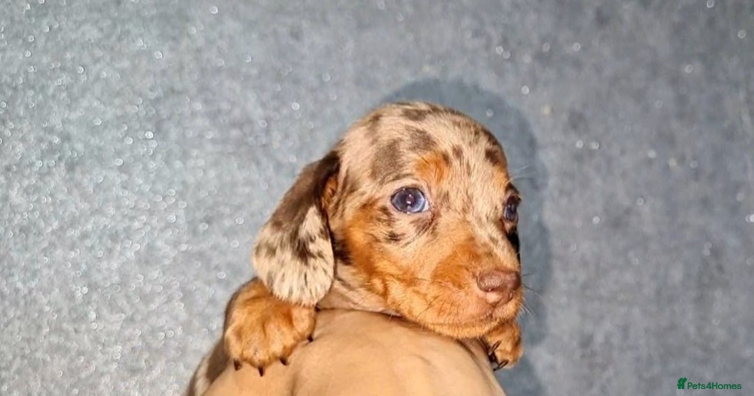 Miniature Dachshund dogs for sale: 💜Extra miniature chocholate dapple daschunds💜  - Image 10