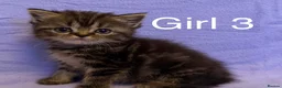 British Shorthair cats for sale: British shorthair X Persian kittens  - Advert 14