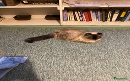 Ragdoll cats for sale: Lovely Ragdoll girl - Image 1