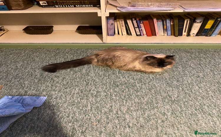 Ragdoll cats for sale - Advert 1