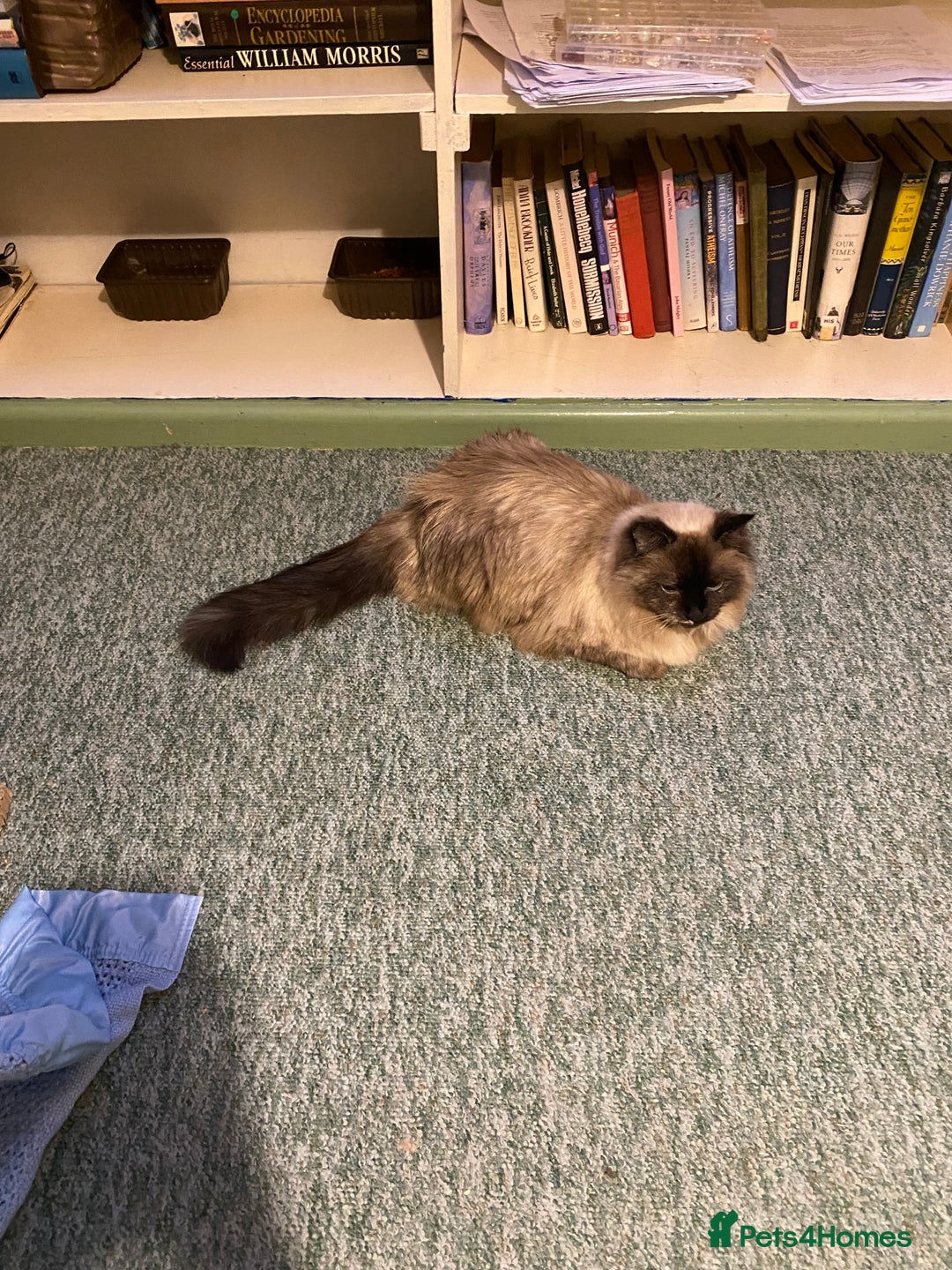 Ragdoll cats for sale: Lovely Ragdoll girl - Image 1