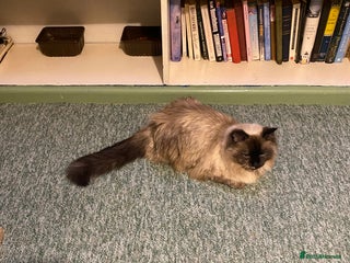 Ragdoll cats - Advert 29
