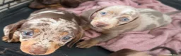 Miniature Dachshund dogs for sale: Fully vaccinated READY NOW Minature Dachshund Pups - Advert 10