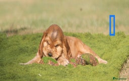 Cocker Spaniel dogs for sale: Show type cocker spaniel pups by Rosie - Image 5