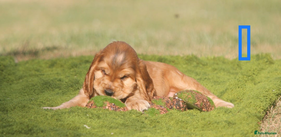 Cocker Spaniel dogs for sale: Show type cocker spaniel pups by Rosie - Image 5