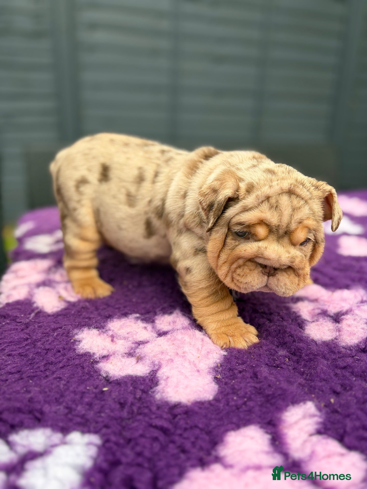 English Bulldog dogs *** TOP QUALITY ENGLISH BULLDOG PUPPIES *** - Advert 2