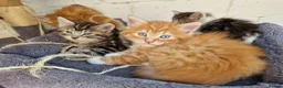 Mixed Breed cats for sale: 🐱 STUNNING KITTENS 😸  - Advert 3