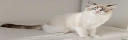 Ragdoll cats for sale: Ragdoll princess looking for her forever home - Advert 6