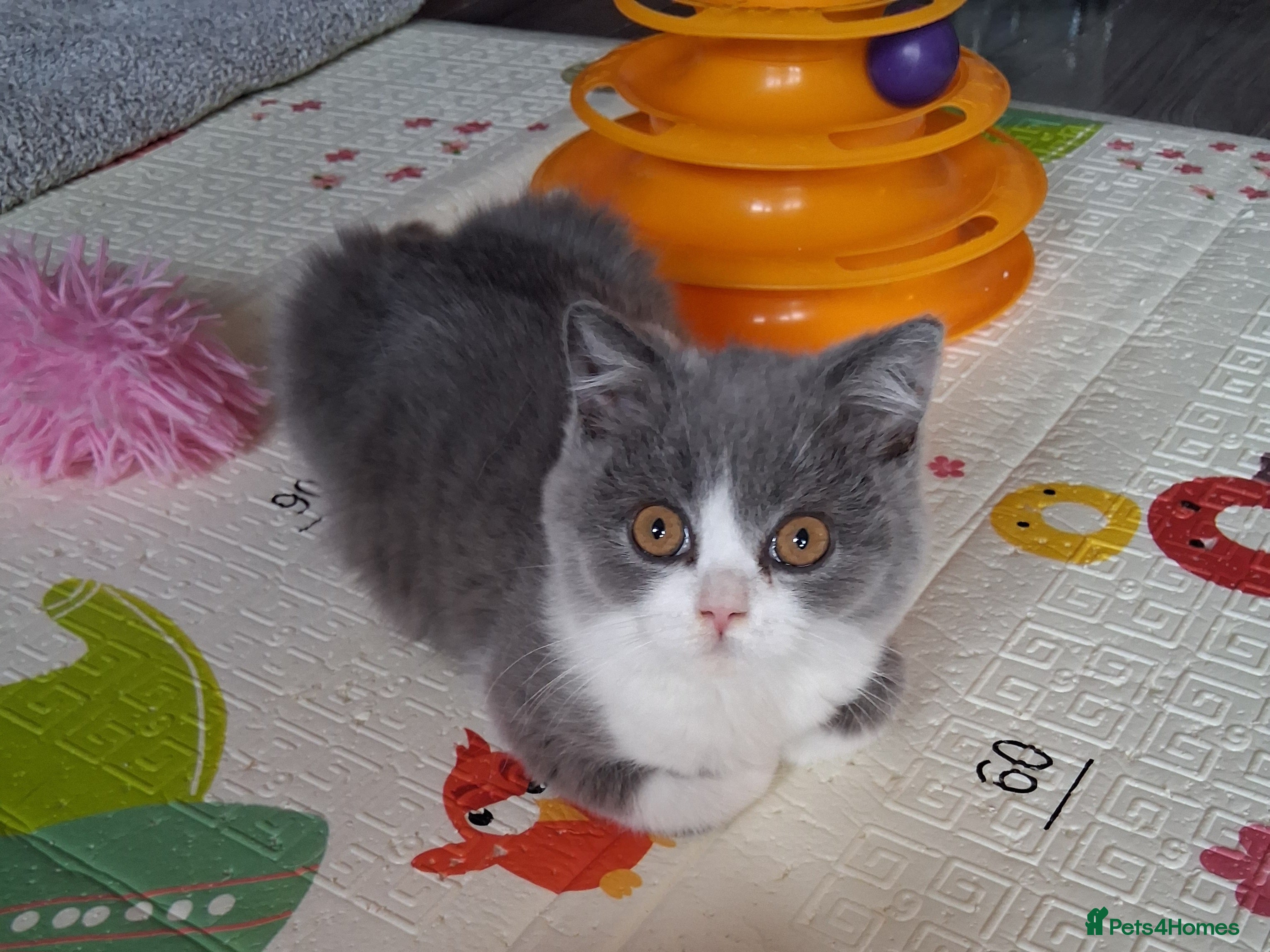 British Shorthair cats for sale:  BRITISH SHORTHAIR in Salford - Advert 10