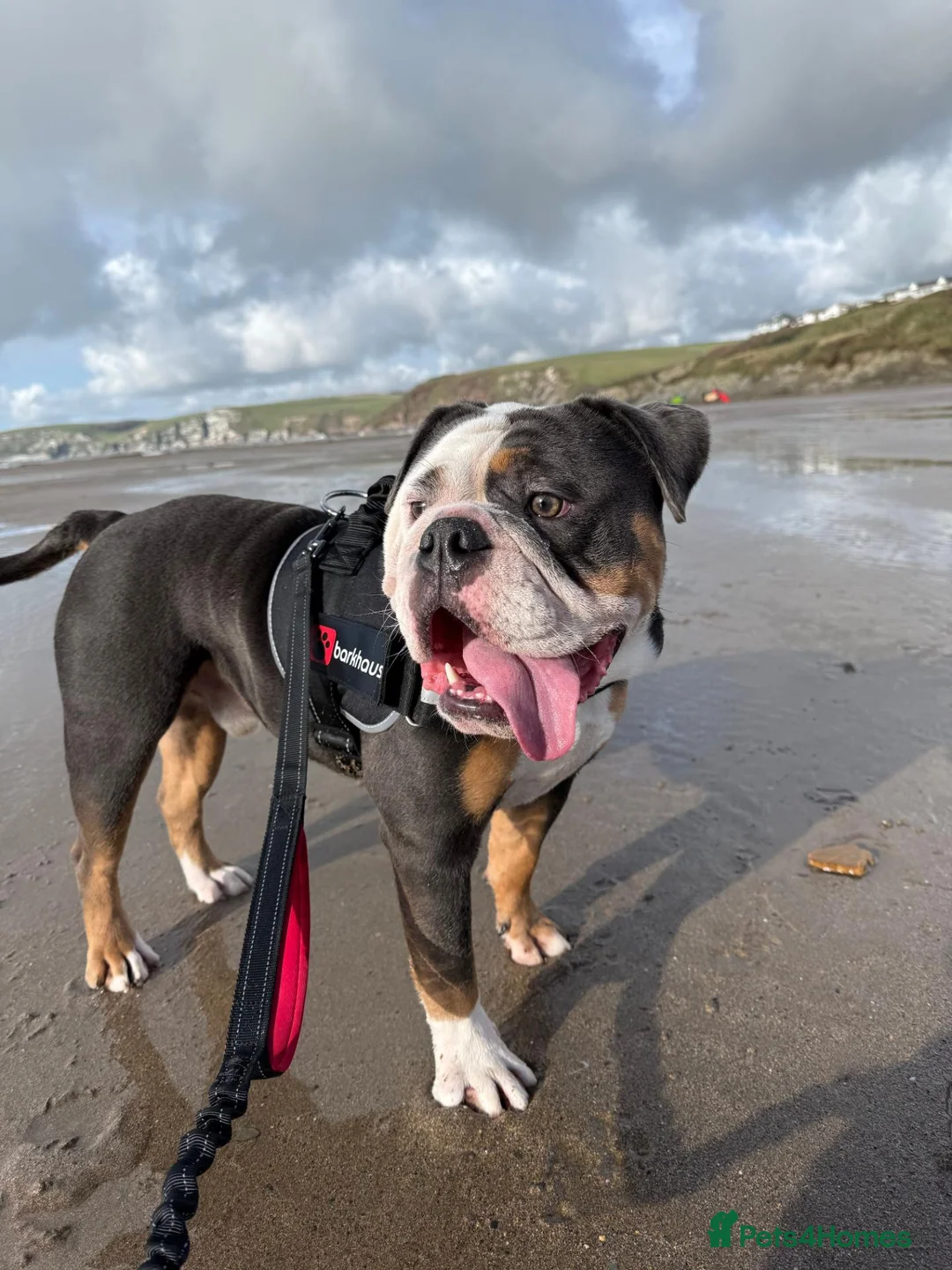 English Bulldog dogs for sale: 3‑Year‑Old New English Bulldog, Neutered, rehome in Plymouth - Advert 1
