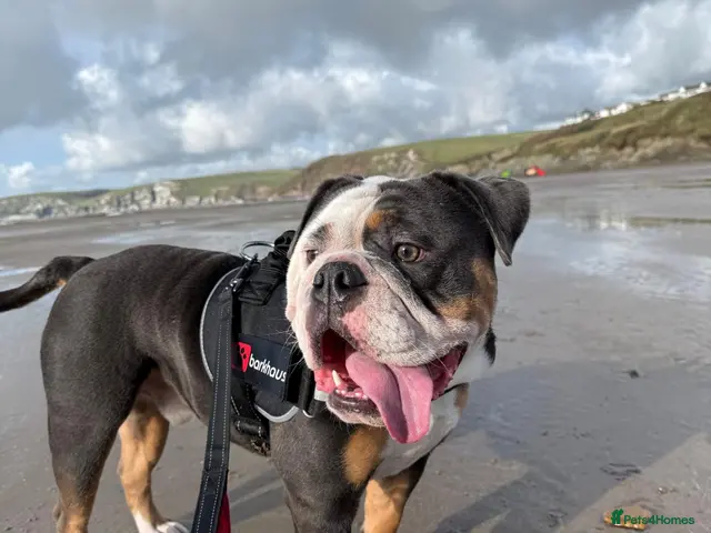 English Bulldog dogs for sale: 3‑Year‑Old New English Bulldog, Neutered, rehome - Advert 1
