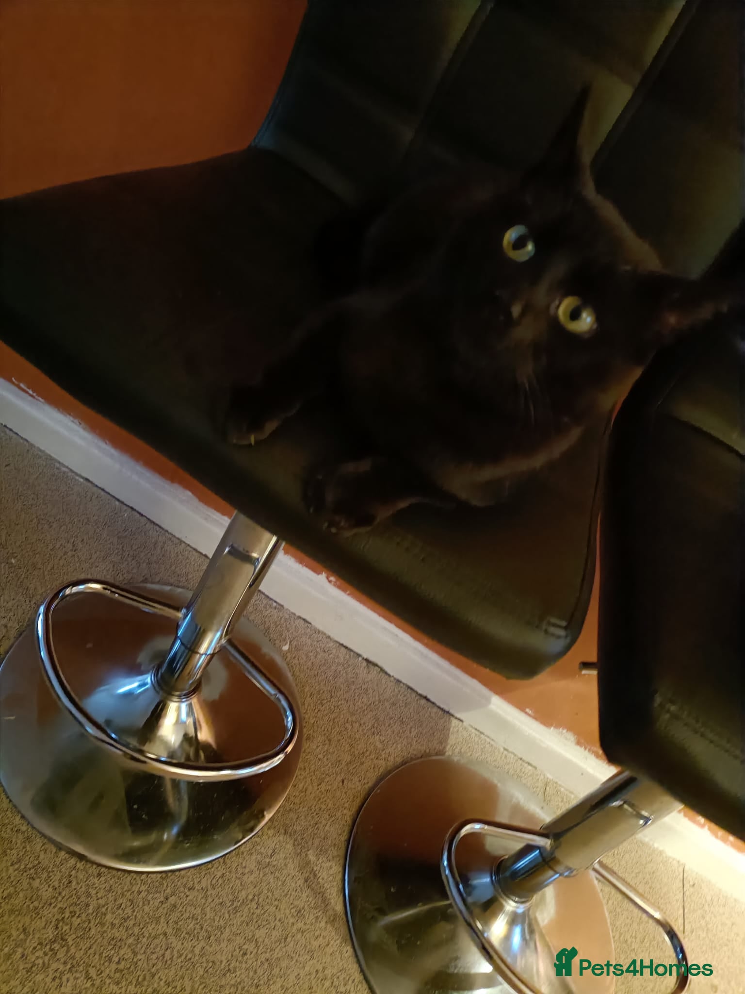 Bombay cats Beautiful 3 year old Bombay male - Advert 1