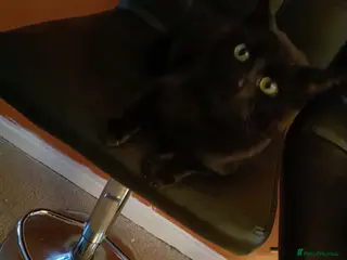 Bombay cats Beautiful 3 year old Bombay male - Advert 1