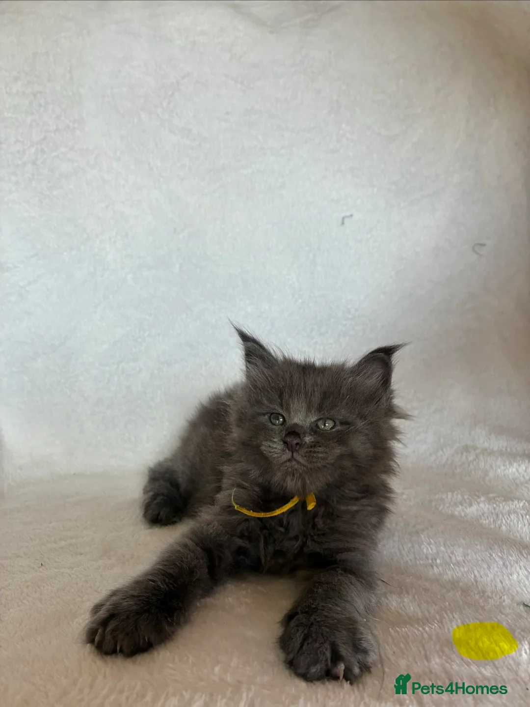 Maine Coon cats for sale: GCCF Maine Coon Kittens – Champion Parents - Advert 17