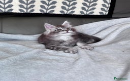 Maine Coon cats for sale: Our little Bertie is available  - Image 2