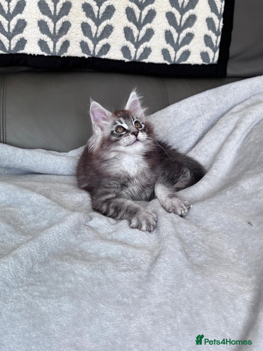 Maine Coon cats for sale: Our little Bertie is available  - Image 2