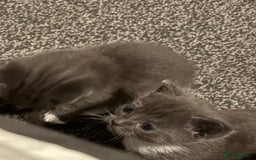 British Shorthair cats for sale: British short hair x domestic kittens  - Image 6