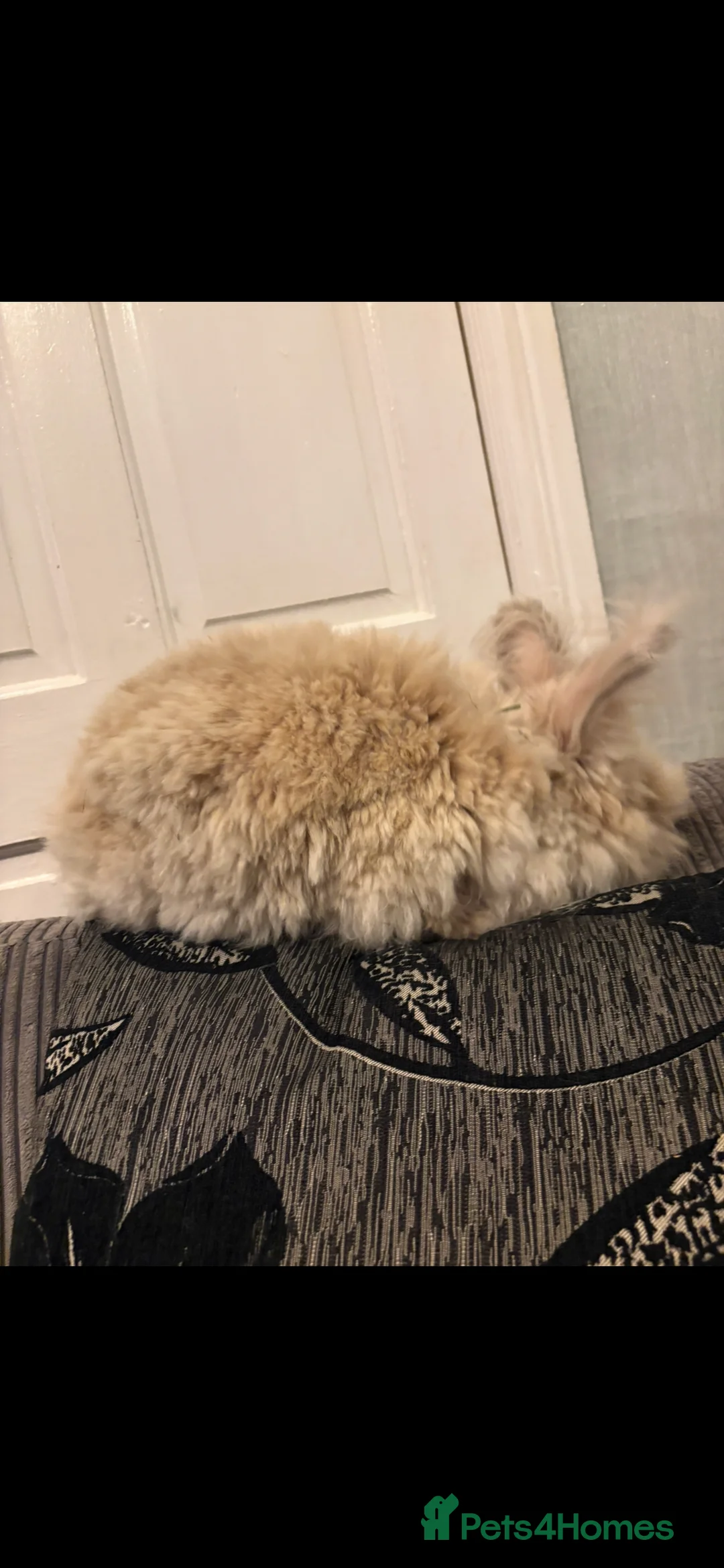 Mini Lion Lop rabbits for sale: Adult bunny rabbits 3 available  - Advert 9