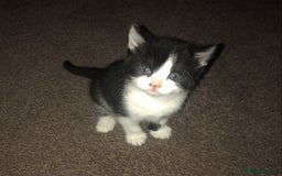 Mixed Breed cats for sale: Loving Kittens Looking For Forever Home - Image 10
