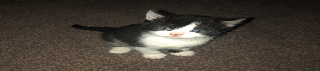 Mixed Breed Kitten 2