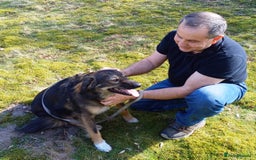 Mixed Breed dogs for adoption: Meet Little BEAR, a Lovely but naughty Boy... - Image 26