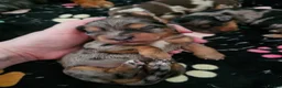 Miniature Dachshund dogs for sale: 3 beautiful longhaired dapple dachshund - Advert 4
