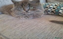 British Longhair cats for sale: 5 x beautiful BLH kittens for sale - Advert 14