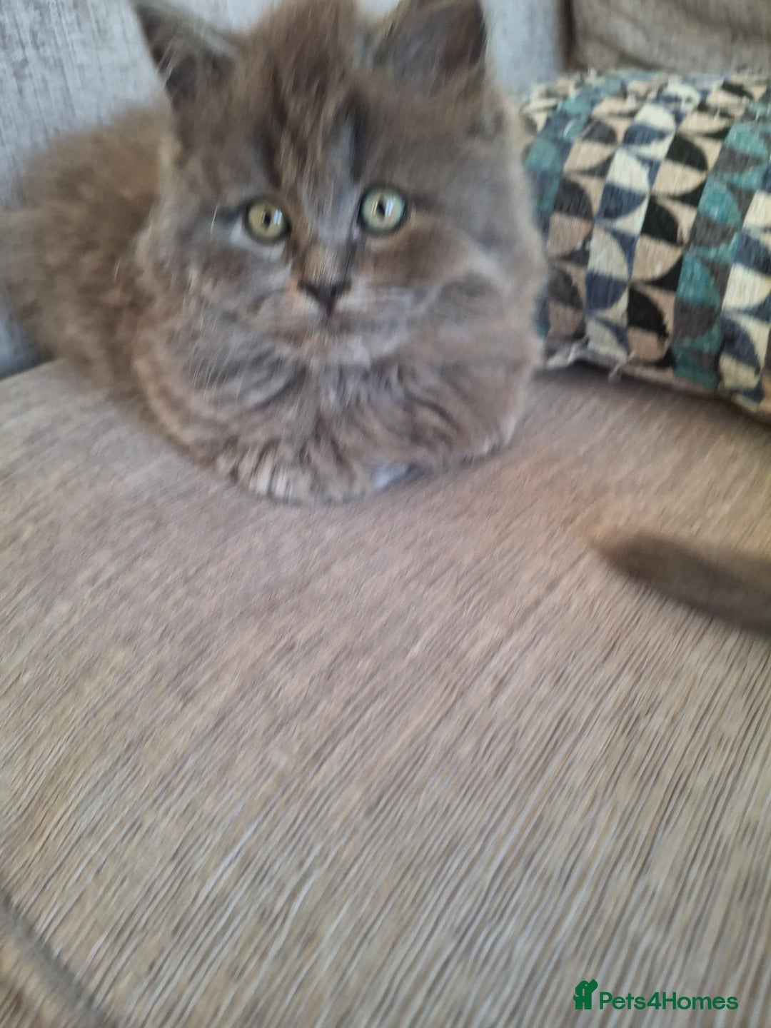 British Longhair cats for sale: 5 x beautiful BLH kittens for sale - Advert 14