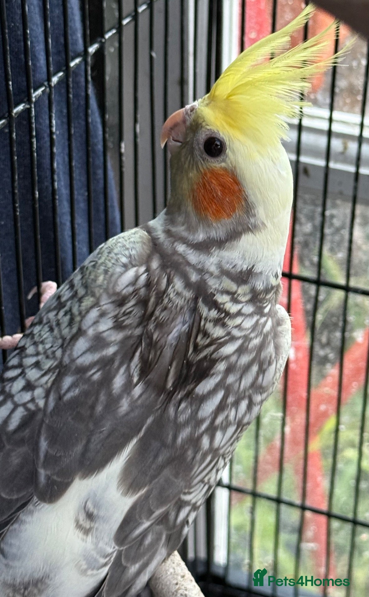 Cockatiels birds Albino / pied Cockatiels for sale with cage.  - Advert 2