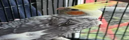 Cockatiels birds for sale: Albino / pied Cockatiels for sale with cage.  - Advert 1