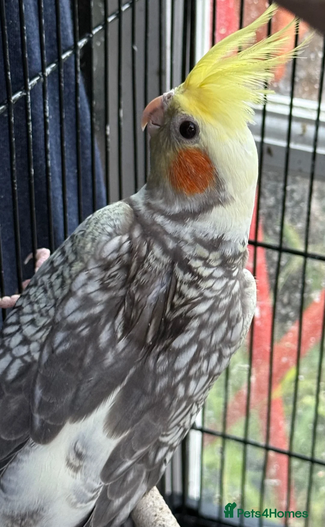 Cockatiels birds for sale: Albino / pied Cockatiels for sale with cage.  - Advert 1