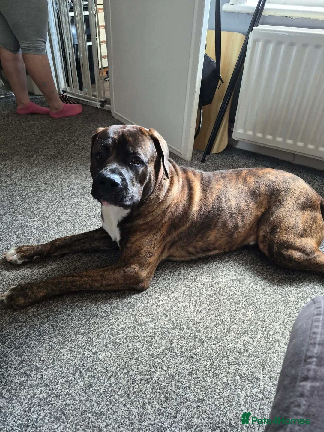 Mixed Breed dogs for sale: Presa Canario  - Advert 2