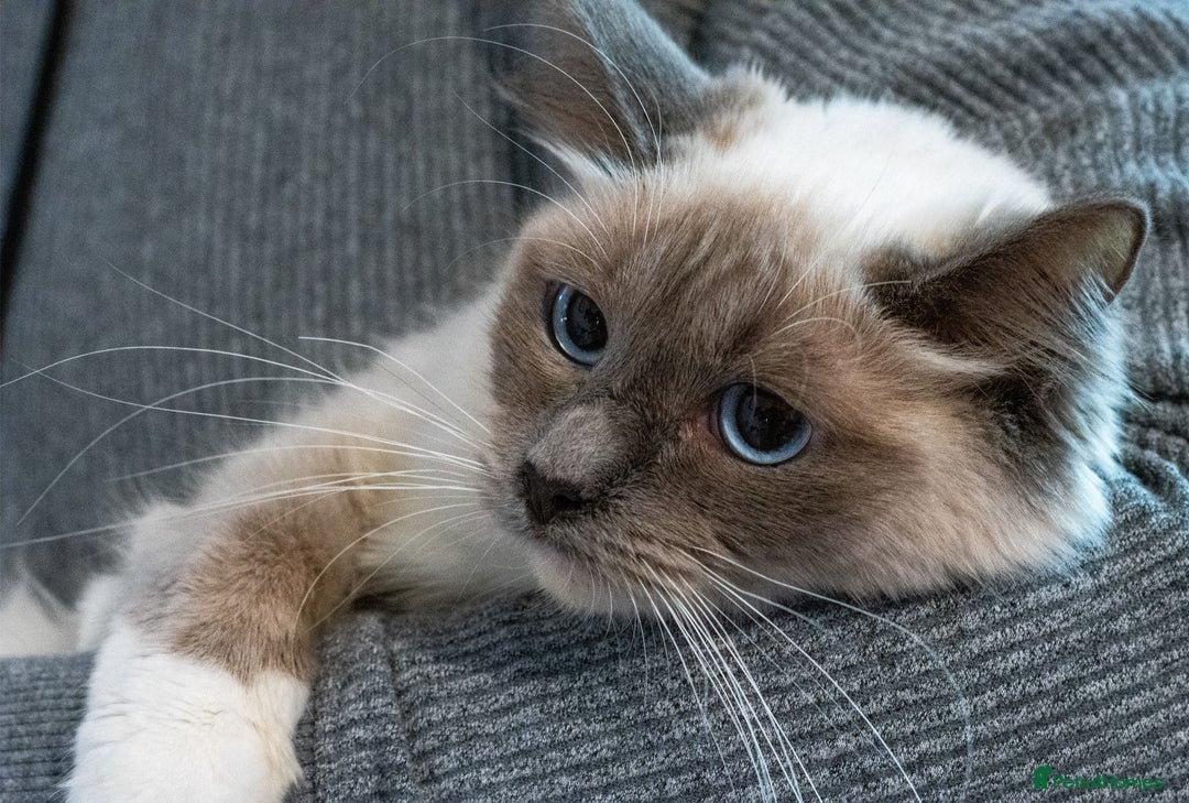 Ragdoll cats for sale: 🏅Last 2 GCCF Ragdoll kittens Ready now - Advert 36