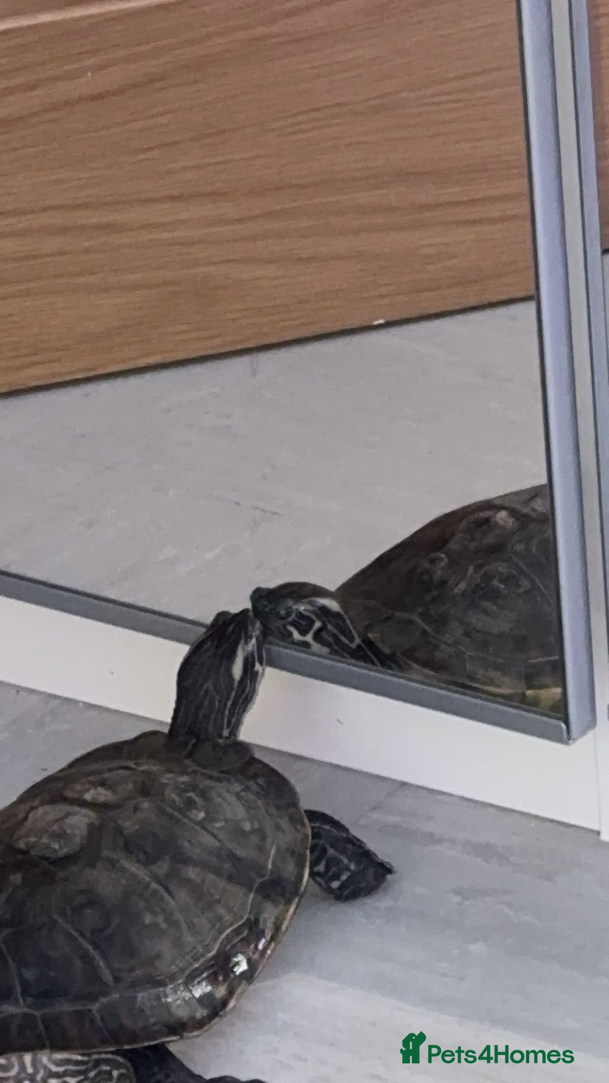 Turtle reptiles Ricco the turtle  - Advert 8