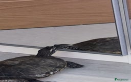 Turtle reptiles for sale: Ricco the turtle  - Image 1