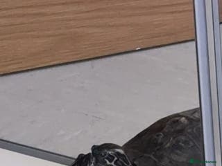 Turtle reptiles Ricco the turtle - Advert 1