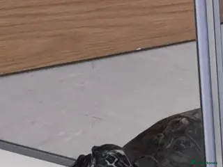 Turtle reptiles Ricco the turtle - Advert 3