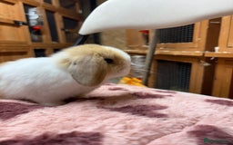 Dwarf Lop rabbits for sale: Stunning friendly dwarf lops  - Image 13