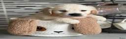 Golden Retriever dogs for sale: KC registered cream/ white fully health tested  - Advert 2