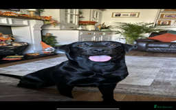Labrador Retriever dogs for sale: 9 Beautiful Labrador Puppies For Sale  - Image 34